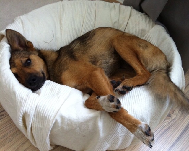 Rosie Lukas Hundetrainerin aus Köln Mia, ein rumänischer Straßenhund