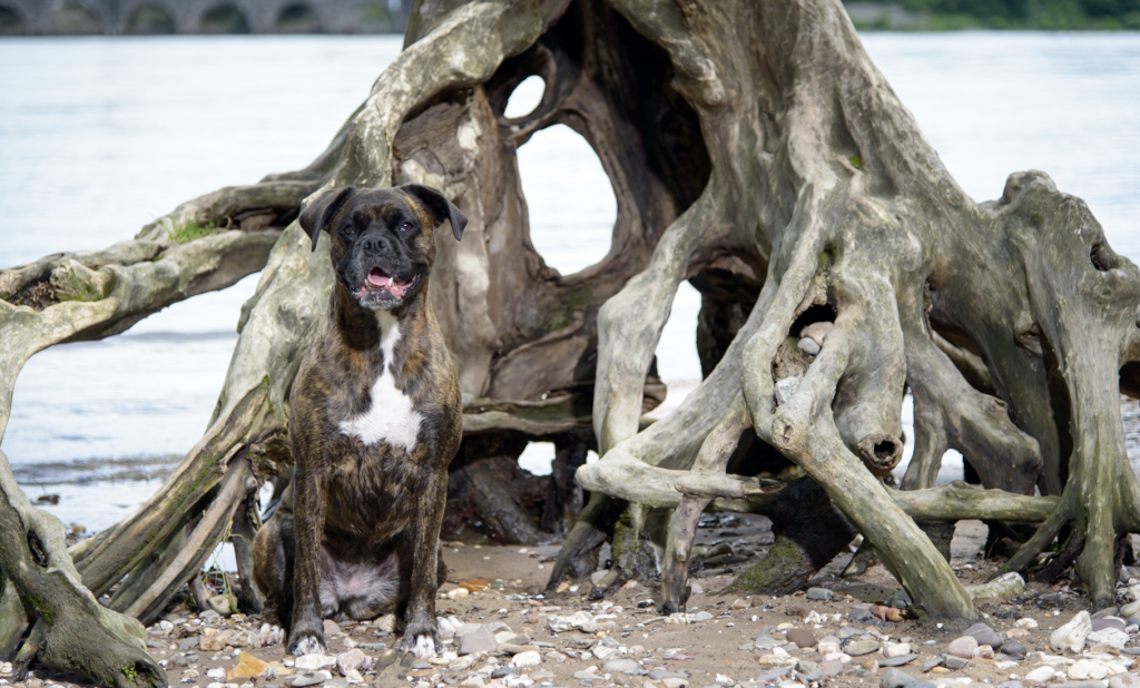 Rosie Lukas Hundetrainerin aus Köln