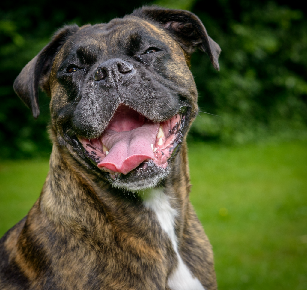 Rosie Lukas Hundetrainerin aus Köln