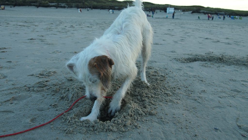 Rosie Lukas Hundetrainerin aus Köln