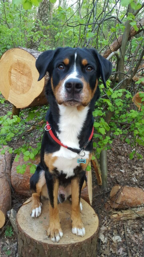 Rosie Lukas Hundetrainerin aus Köln