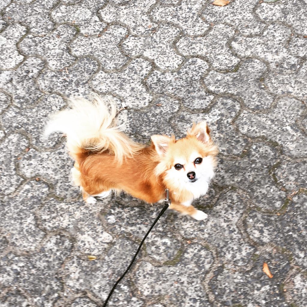 Rosie Lukas Hundetrainerin aus Köln